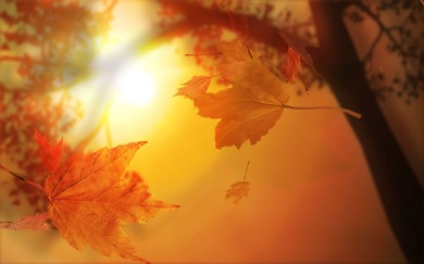 autumn-leaves-light