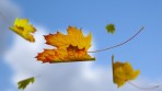 sky-blue-falling-leaves-autumn-maple-sunshine-chill-breeze-blowing-fall-artistic-clouds-wind-leavaes-background-hd-free