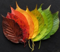 autumn-leaves-1486062_960_720