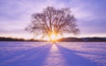 ws_Shiny_Sun_Tree_&_Snow_Scenery_1680x1050